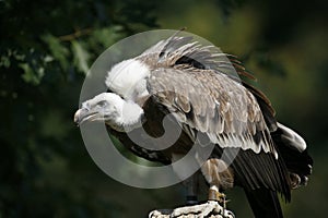Monk vulture