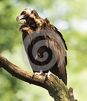 A monk vulture Aegypius monachus