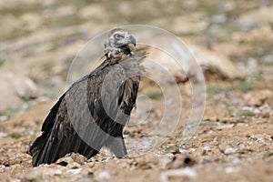 Monk vulture