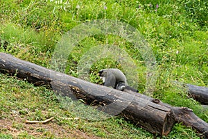 Monke running freely down a mountainside