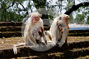 Monkees were everywhere. In the Central Sri Lanka.