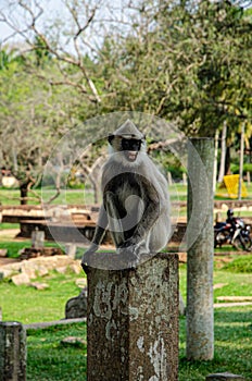 Monkees were everywhere. In the Central Sri Lanka.