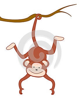 Monkey photo