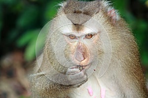 Monkey photo