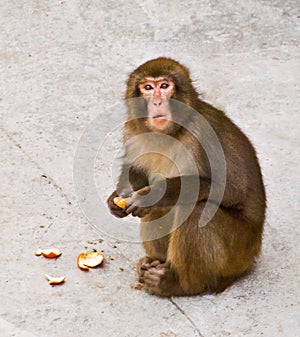 Monkey photo