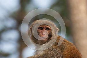 Monkey photo