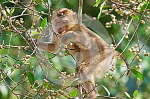 Monkey