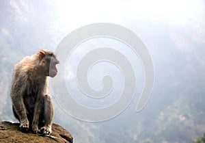 Monkey at a Abyss,India photo