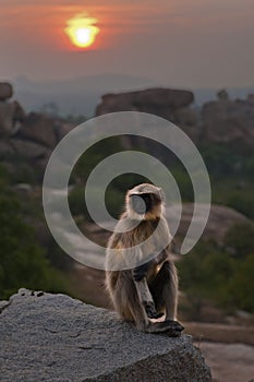Monkey against the background of sunset