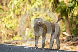 Monkey on all fours on a road outside Phuket