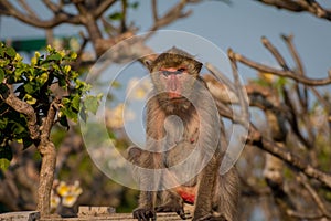 Monkey alone in the middle city Cheerfulness