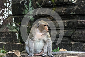 Angkor Wat monkey