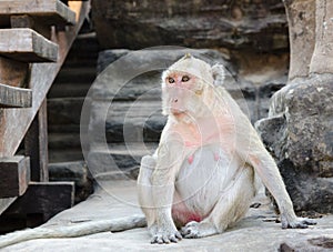 Monkey at Angkor