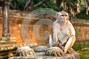 Monkey at Angkor Wat