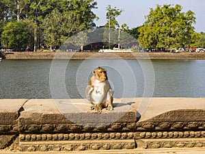 Monkey in Angkor Wat Temple