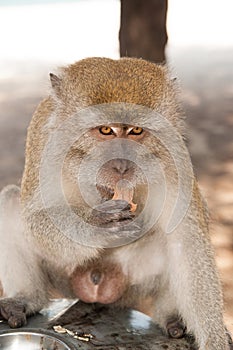 Monkey animal eat food. Primate sit outdoor. Cute animal. Monkey day. Wild nature and wildlife. Zoo