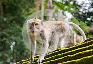 Monkey in the animal forest, Ubud, Bali Island.