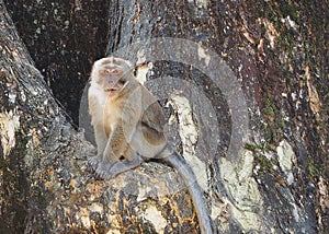 Monkey animal sitting on big tree in forest. Wildlife in Thailand