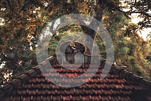 Monkey ape family sitting on old roof on Bali in Ubud monkey forest in vintage style concept animal love care and togetherness in