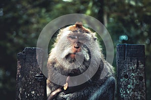 Monkey ape sitting on old fence on Bali in monkey forest in Ubud in vintage style