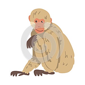 Monkey as Arboreal Herbivorous Ape in Sitting Pose Vector Illustration