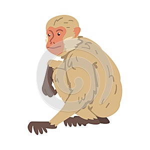 Monkey as Arboreal Herbivorous Ape in Sitting Pose Vector Illustration