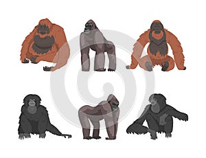 Monkey as Arboreal Primate and Simian Mammal Vector Set