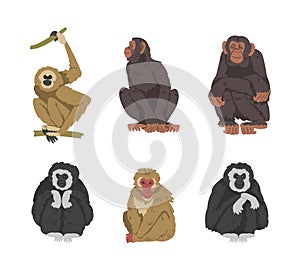 Monkey as Arboreal Primate and Simian Mammal Vector Set