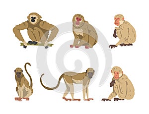 Monkey as Arboreal Primate and Simian Mammal Vector Set