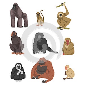 Monkey as Arboreal Primate and Simian Mammal Vector Set