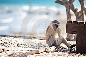 Monkey as a pet playing at the beach of Indian ocean in Mozambique