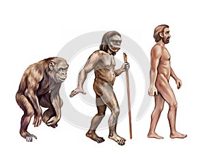 Monkey, australopithecus and homo sapiens photo