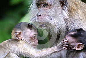 Monkey babies and mother