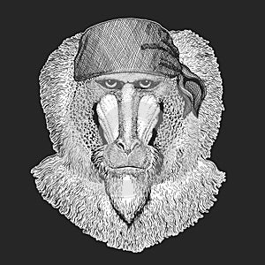 Monkey, baboon, dog-ape, ape Cool pirate, seaman, seawolf, sailor, biker animal for tattoo, t-shirt, emblem, badge, logo