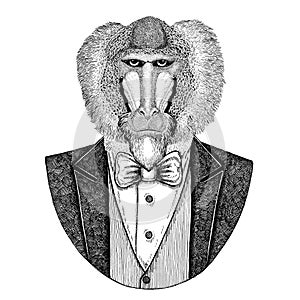 Monkey, baboon, dog-ape, apeHipster animal Hand drawn illustration for tattoo, emblem, badge, logo, patch, t-shirt