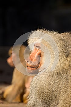 Monkey Baboon looking