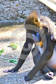 Monkey baboon in the natural environment front view fragment  blurred background