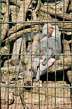 Monkey baboon sitting in the cage of zoo