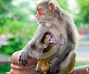 Monkey with baby in Agra, India