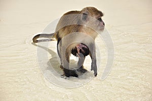 Monkey with baby attached, on the beach