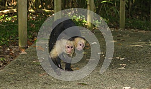 Family group, Capucin at Manuel Antonio photo