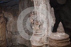 The monkey baby, climbing rock, primate