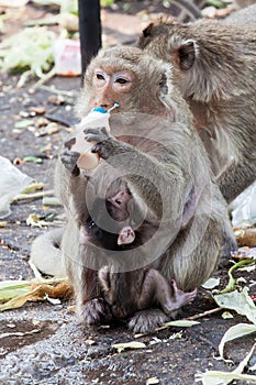 Monkey and baby drinking milk in the park