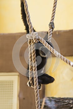 Monkey baby hang on rope
