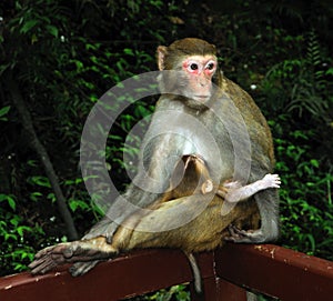 Monkey baby and mother