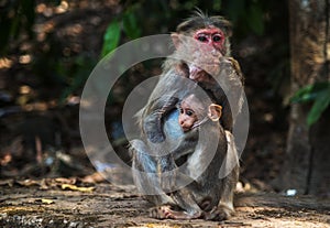 Monkey and Baby