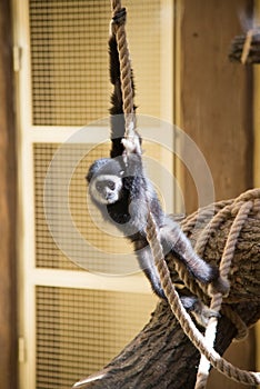 Monkey baby plays on rope