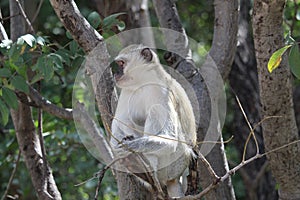 Monkey baby sitting on the tree in the forest