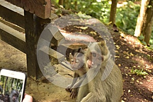 Monkey baby tired of begging. Monkey Forest, Ubud, Bali.