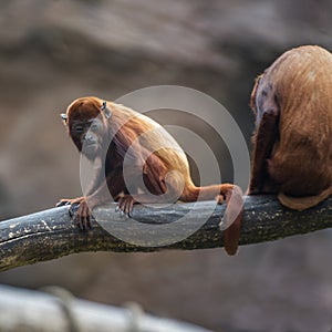 Monkey baby of Venezuelan Red Howlers on the tree branch